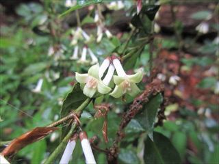 オオアリドオシ